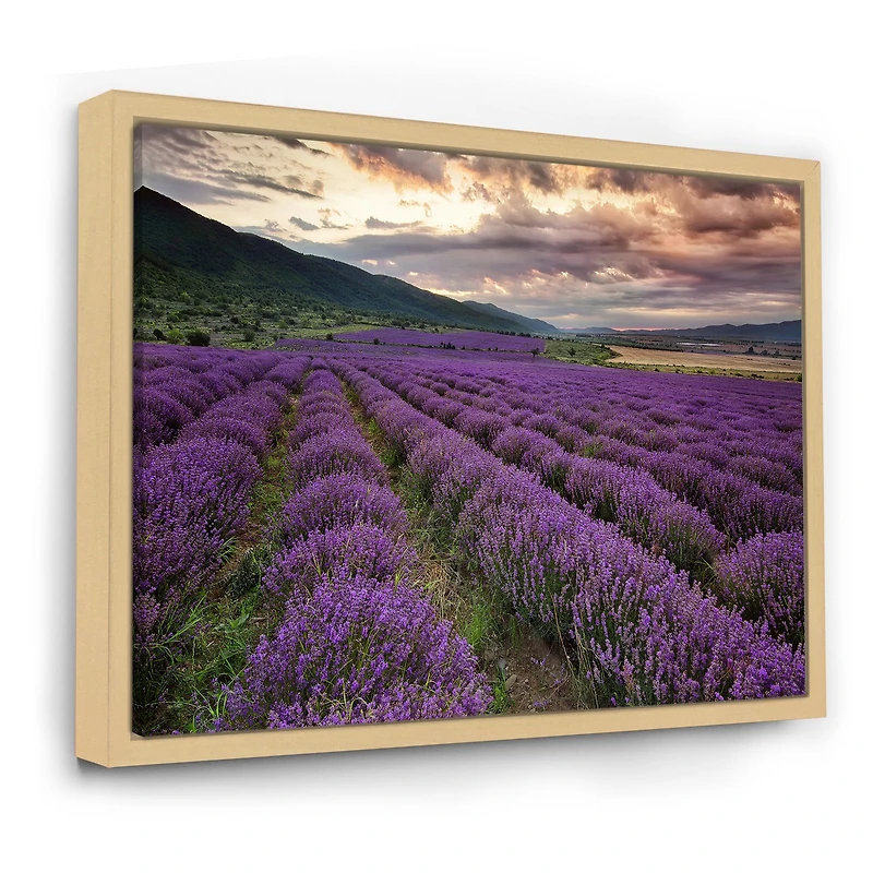 Lavender Field At Dawn I  Wall Art