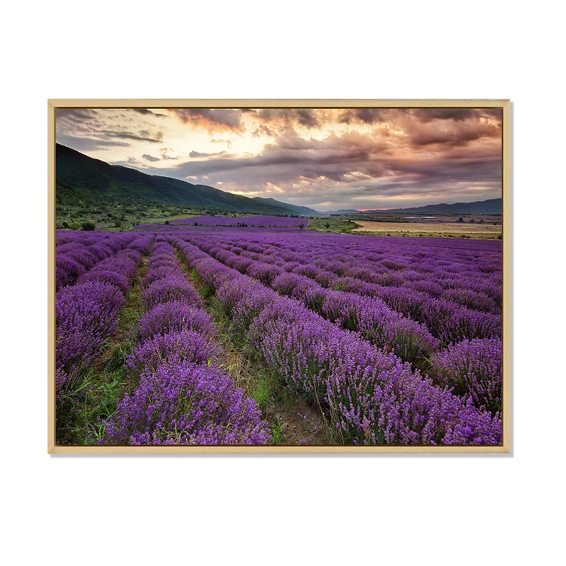 Lavender Field At Dawn I  Wall Art