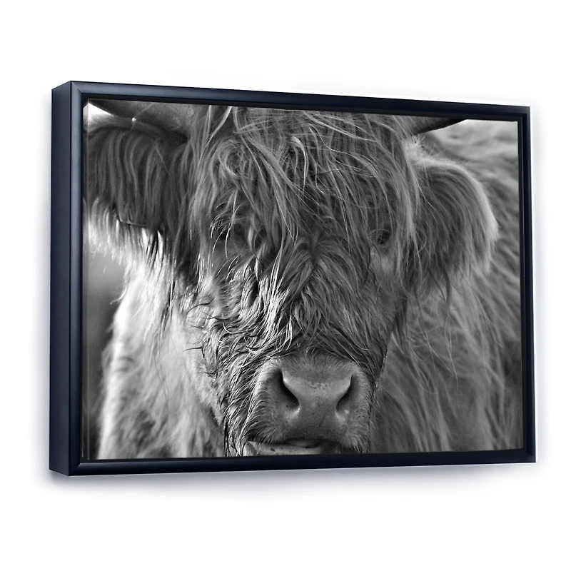 Scottish Highland Cows Living on Moorland Wall Art
