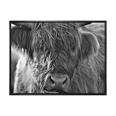 Scottish Highland Cows Living on Moorland Wall Art