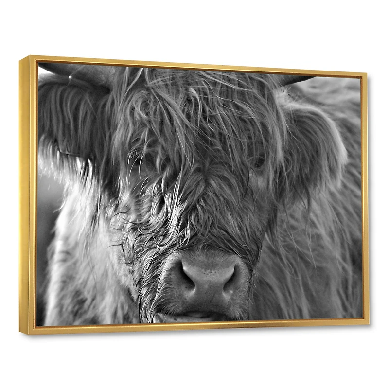 Scottish Highland Cows Living on Moorland Wall Art