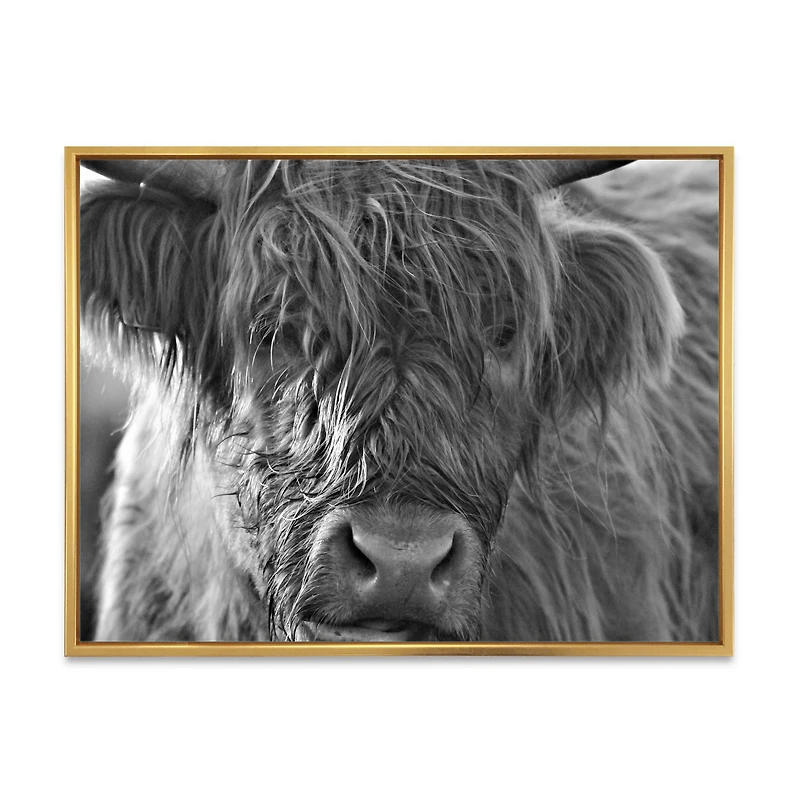 Scottish Highland Cows Living on Moorland Wall Art