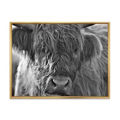 Scottish Highland Cows Living on Moorland Wall Art