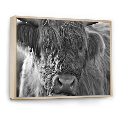Scottish Highland Cows Living on Moorland Wall Art