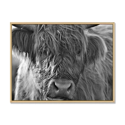 Scottish Highland Cows Living on Moorland Wall Art