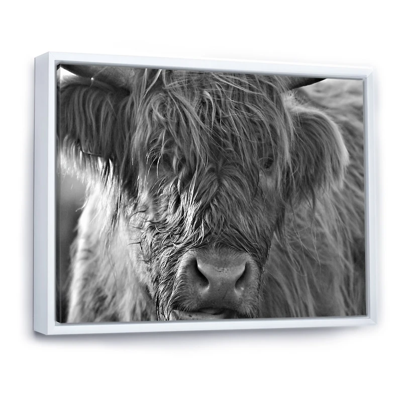 Scottish Highland Cows Living on Moorland Wall Art