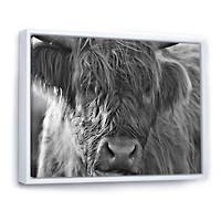 Scottish Highland Cows Living on Moorland Wall Art