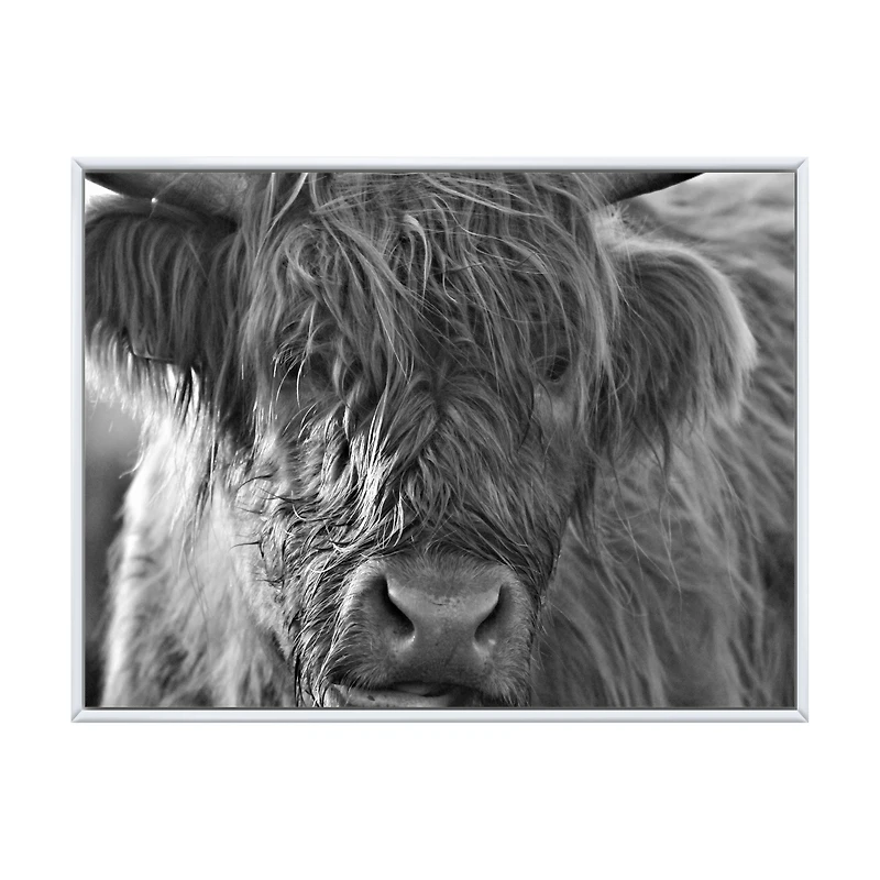 Scottish Highland Cows Living on Moorland Wall Art