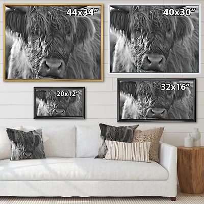 Scottish Highland Cows Living on Moorland Wall Art