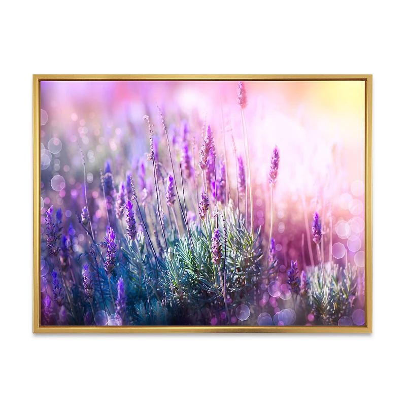 Growing and Blooming Lavender Canvas Print