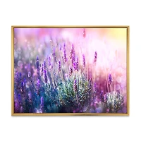 Growing and Blooming Lavender Canvas Print