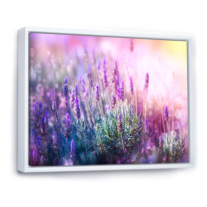 Growing and Blooming Lavender Canvas Print
