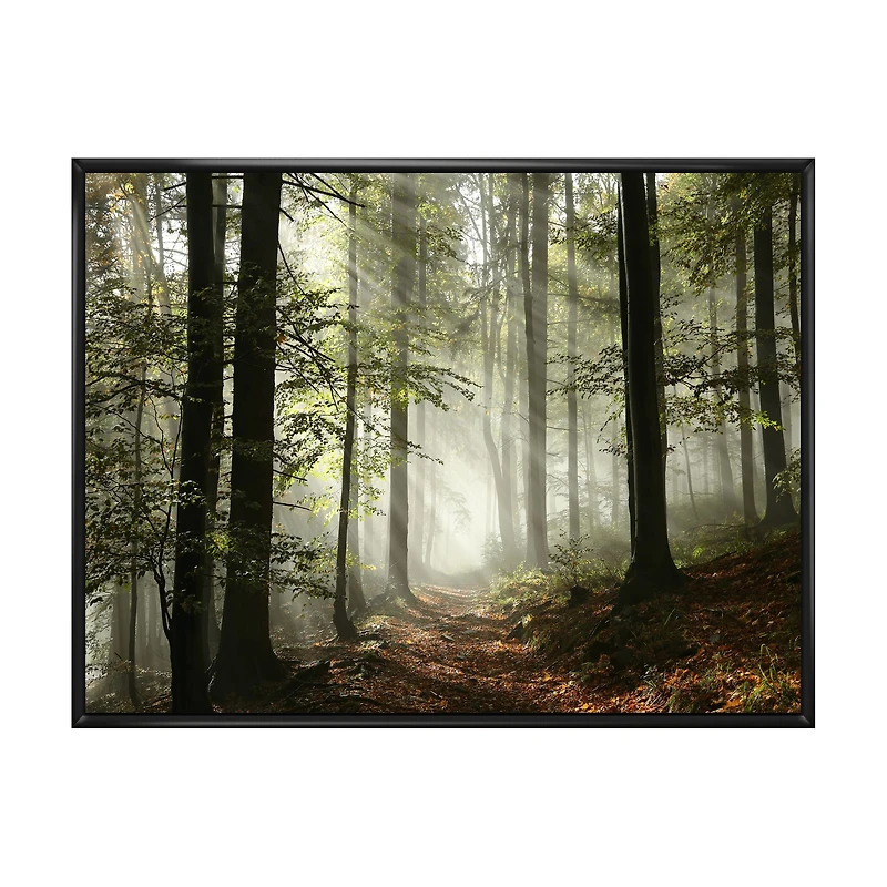 Toile imprimée « Light Dense Fall Forest with Fog »