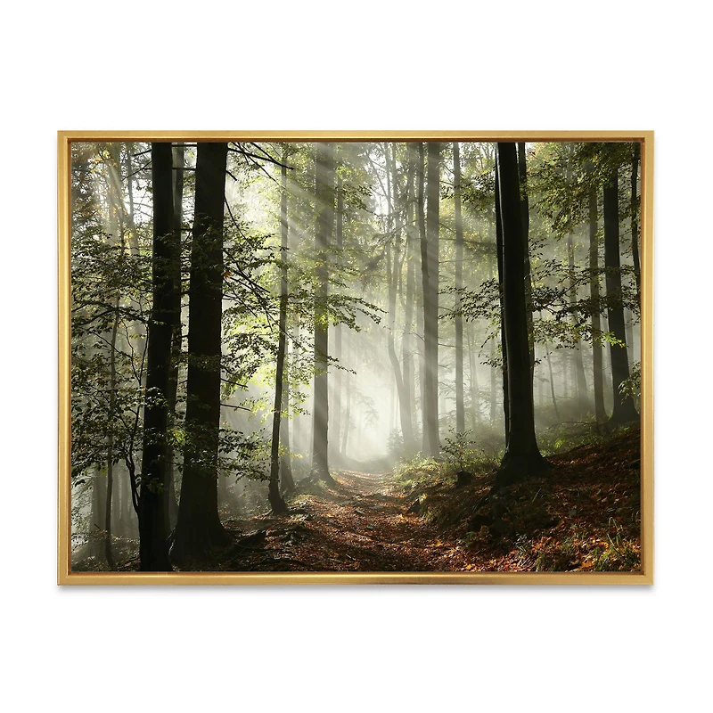 Toile imprimée « Light Dense Fall Forest with Fog »