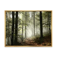 Toile imprimée « Light Dense Fall Forest with Fog »