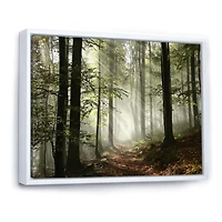 Toile imprimée « Light Dense Fall Forest with Fog »