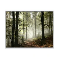 Light Dense Fall Forest with Fog  Canvas Art Print
