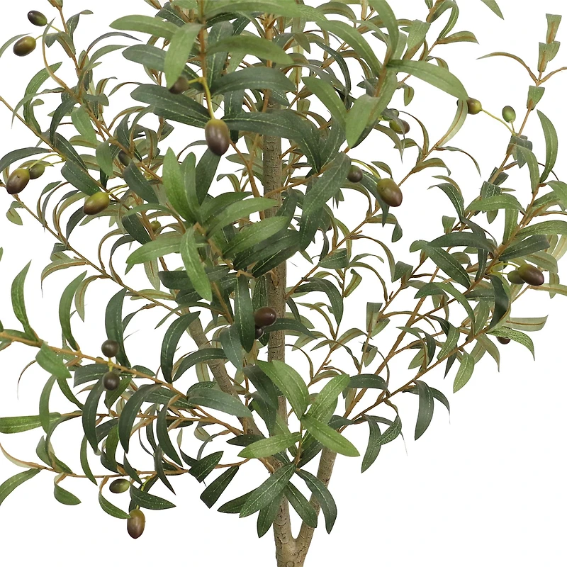 Tuscan Olive Tree