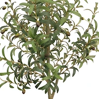 Tuscan Olive Tree