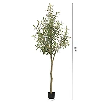 Tuscan Olive Tree