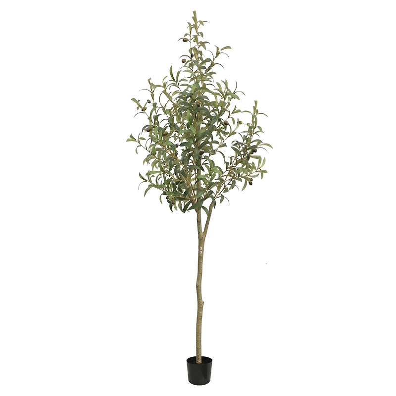 Tuscan Olive Tree