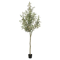Tuscan Olive Tree