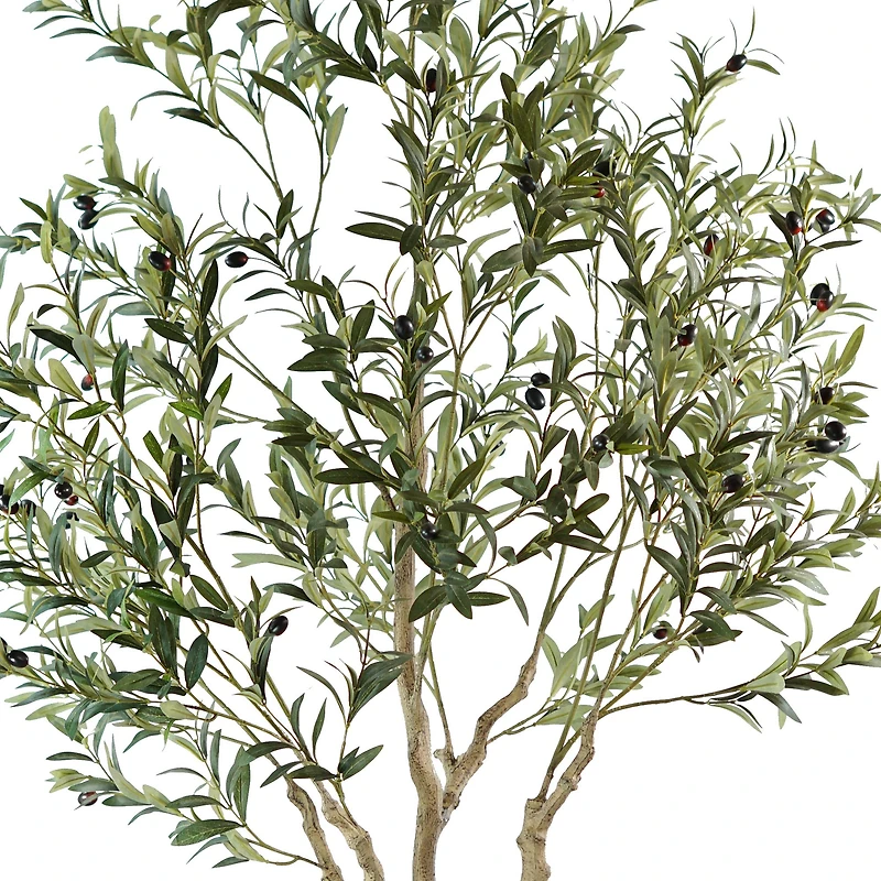Andalusia Olive Tree