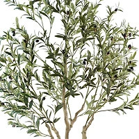 Andalusia Olive Tree