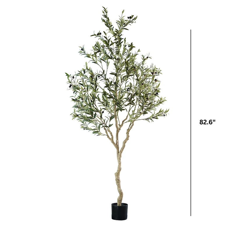 Andalusia Olive Tree