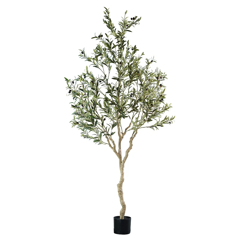 Andalusia Olive Tree