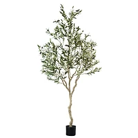 Andalusia Olive Tree