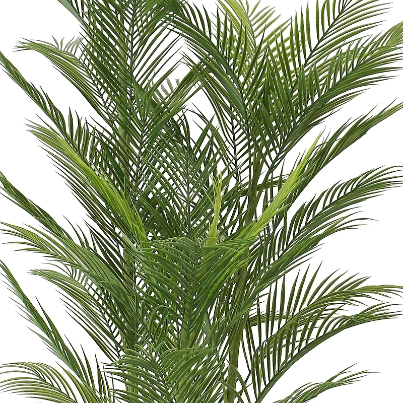 Cali Palm Tree