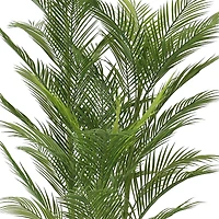 Cali Palm Tree
