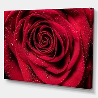 Red Rose Petals with Rain Droplets Canvas Art Print