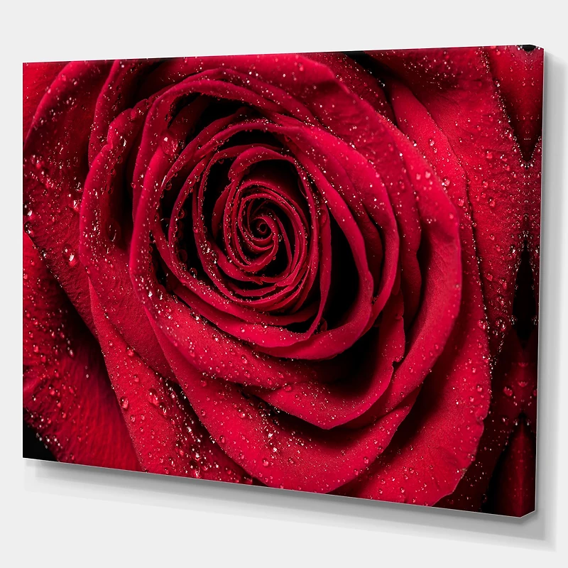 Red Rose Petals with Rain Droplets Canvas Art Print