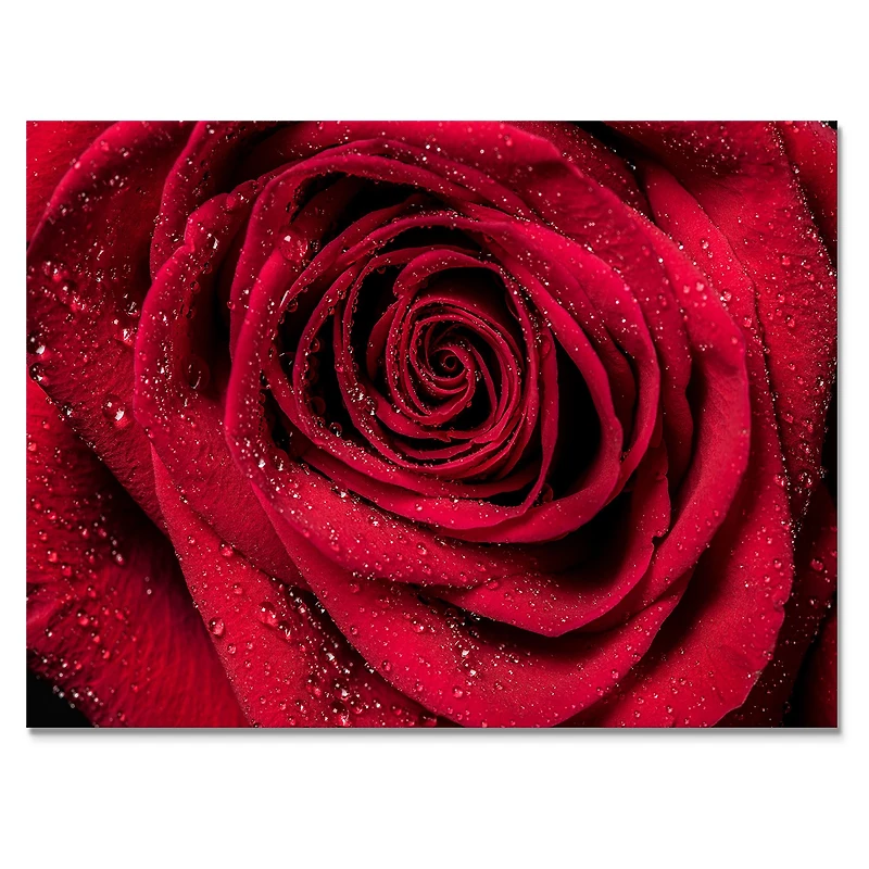 Red Rose Petals with Rain Droplets Canvas Art Print