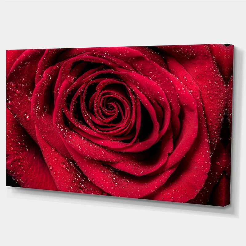Red Rose Petals with Rain Droplets Canvas Art Print