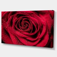 Red Rose Petals with Rain Droplets Canvas Art Print