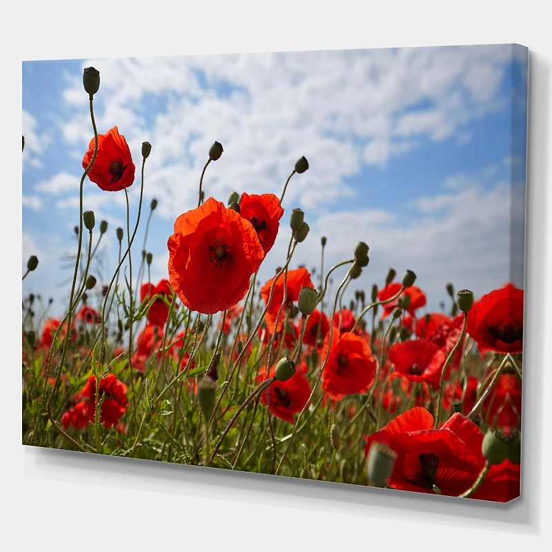 Bright Red Poppy Flowers Photo Artwork on Canvas