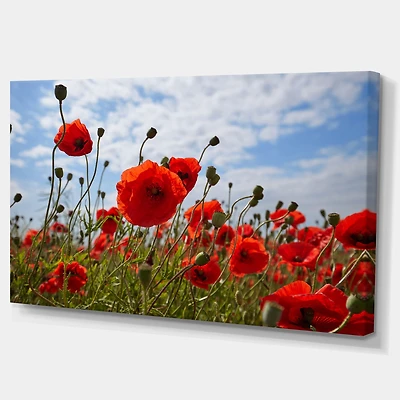 Bright Red Poppy Flowers Photo Artwork on Canvas