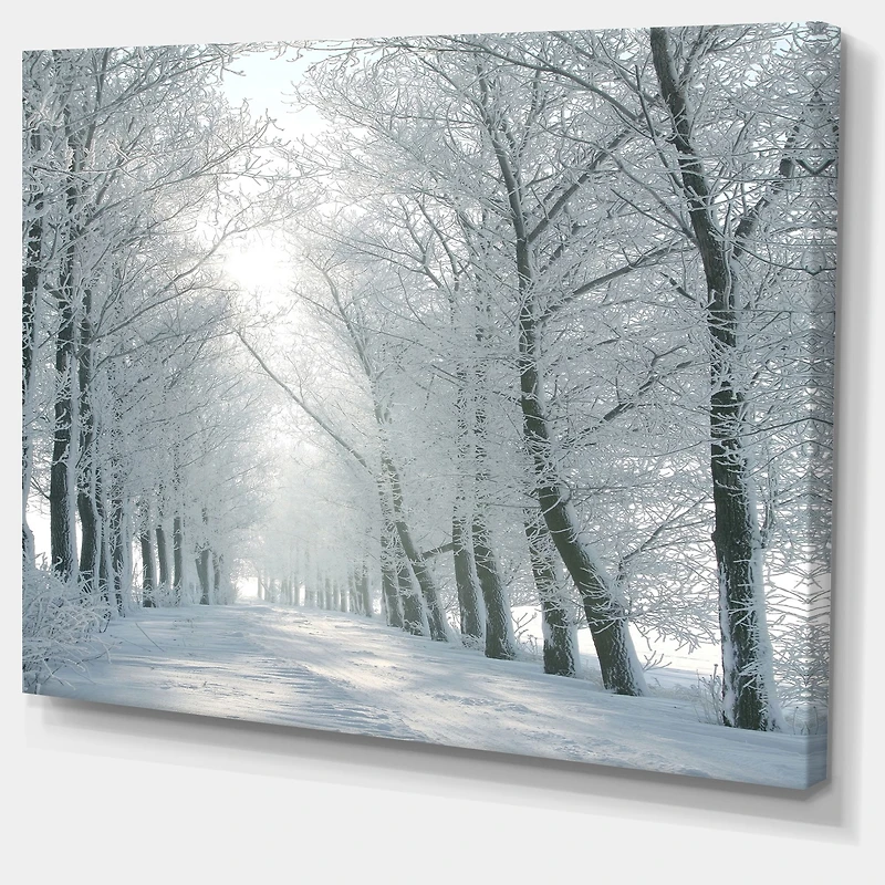 Winter Road Backlit my Morning Sun  Wall Art