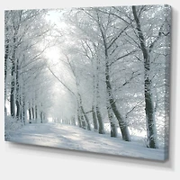 Winter Road Backlit my Morning Sun  Wall Art