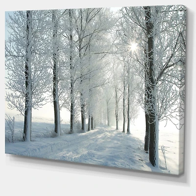 Winter Trees Backlit by Morning Sun Wall Art