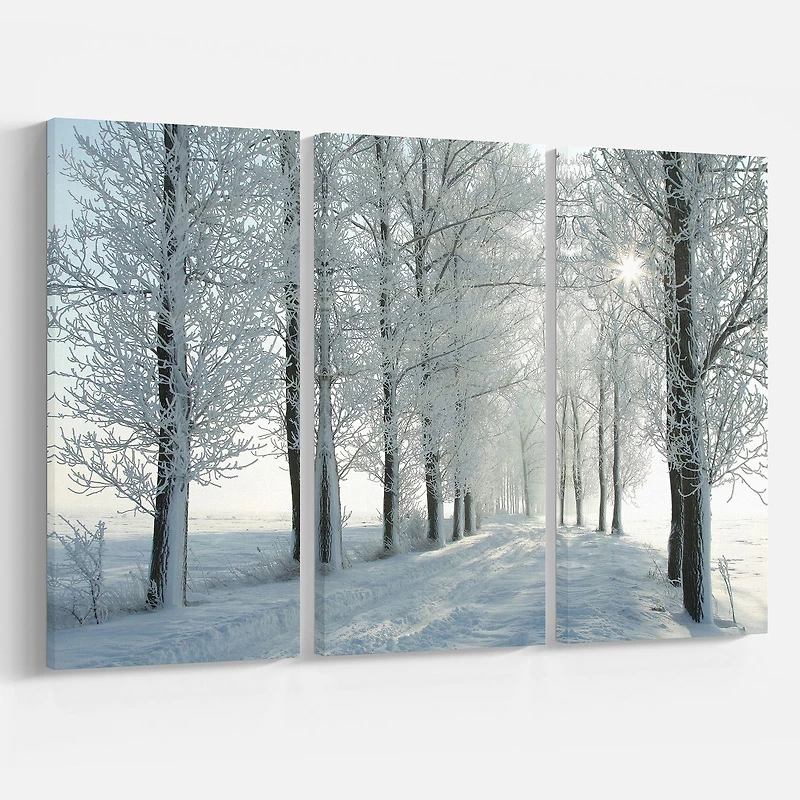 Winter Trees Backlit by Morning Sun  Canvas Wall Art
