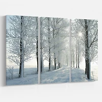 Winter Trees Backlit by Morning Sun  Canvas Wall Art
