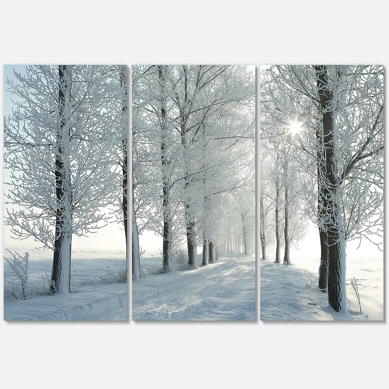 Winter Trees Backlit by Morning Sun  Canvas Wall Art
