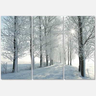 Winter Trees Backlit by Morning Sun  Canvas Wall Art