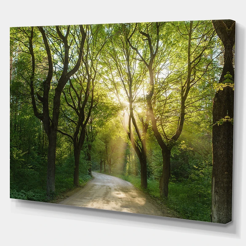Evening Green Forest  Canvas Art Print