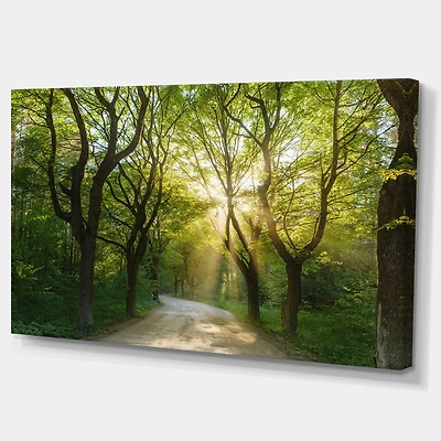 Evening Green Forest  Canvas Art Print