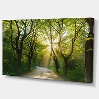 Evening Green Forest  Canvas Art Print